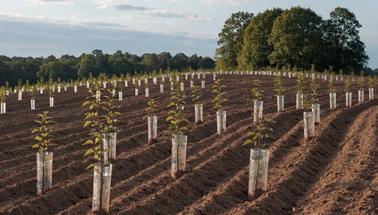 Newly planted saplings at a reforestation site